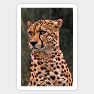 The Pensive Cheetah Sticker